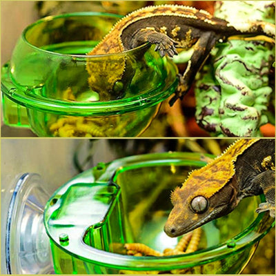 Reptile Suction Cup Feeder