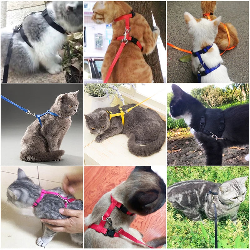 Cozy Cat Adjustable Collar