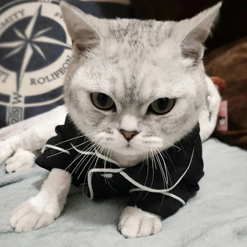 Fun Festive Wear for Cats