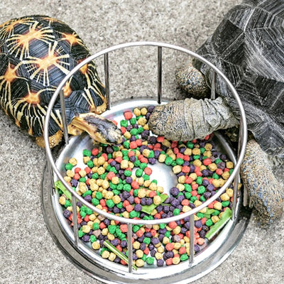 Tortoise Stainless Steel Feeder
