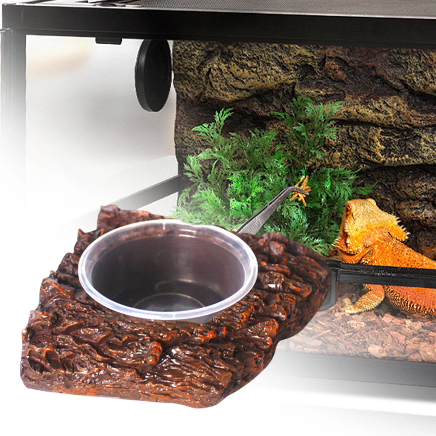Frog & Lizard Feeder Dish