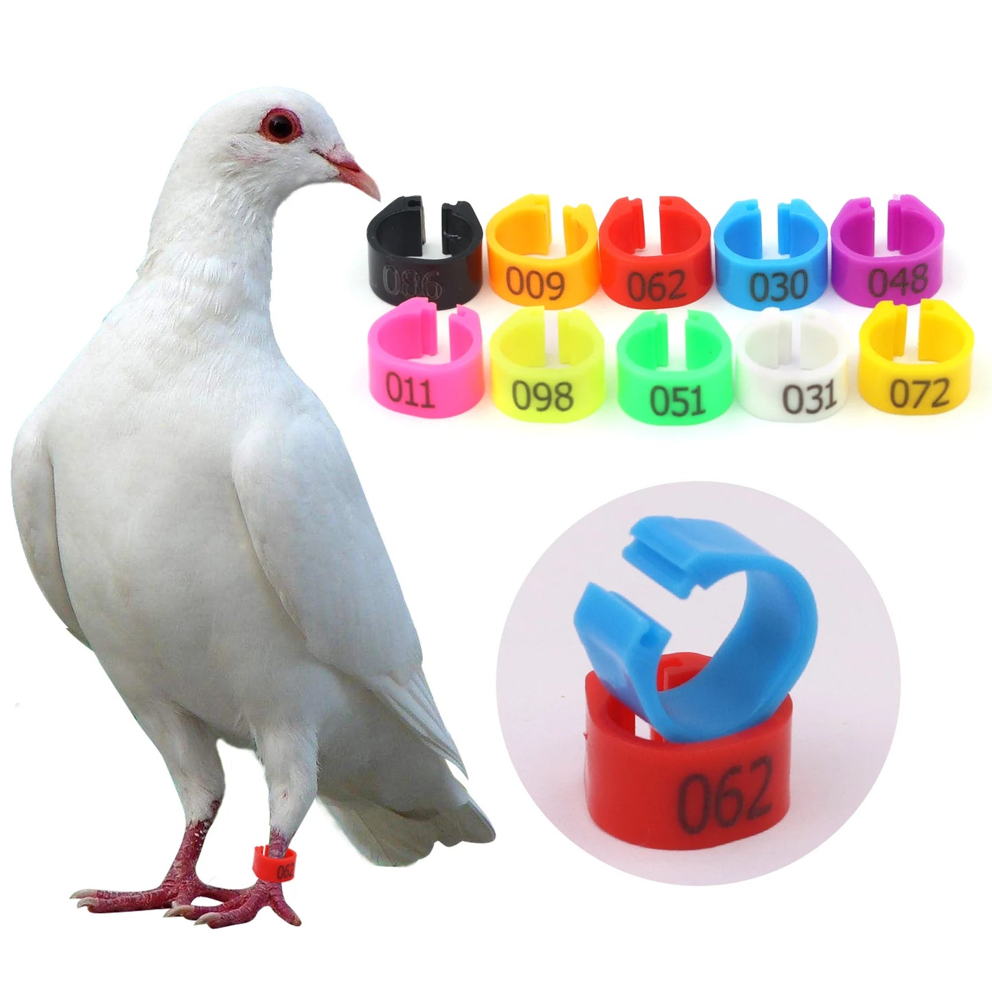 Colorful Foot Rings with Text