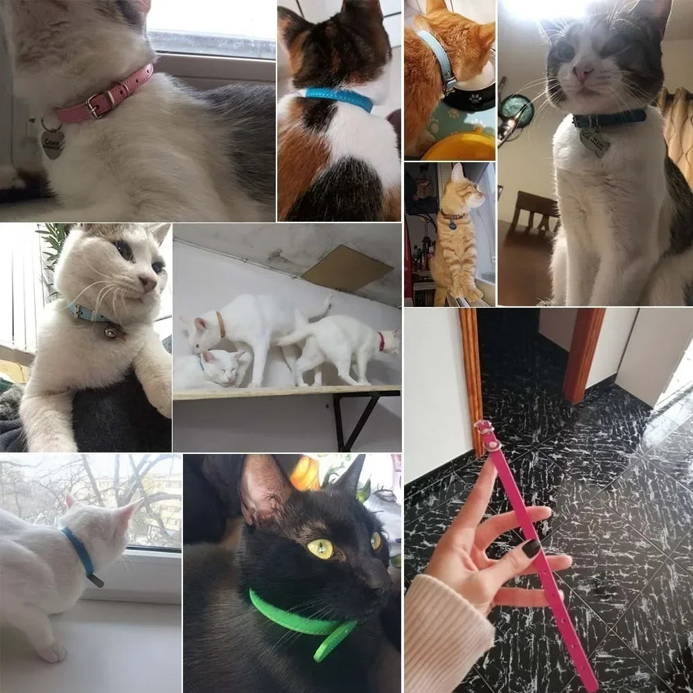 Color Splash Cat Collar