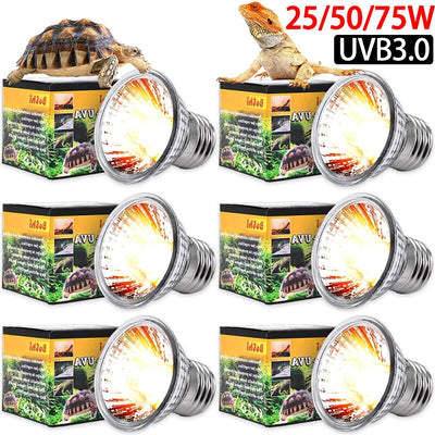 Solar Shine Bright Light
