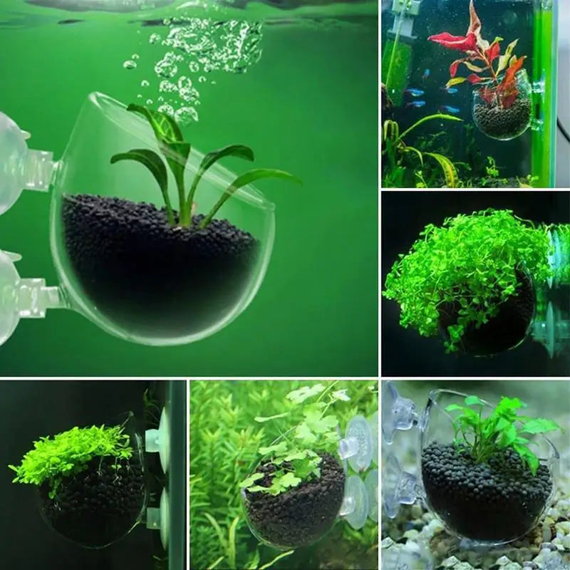 SuctionLeaf Aquarium Cup
