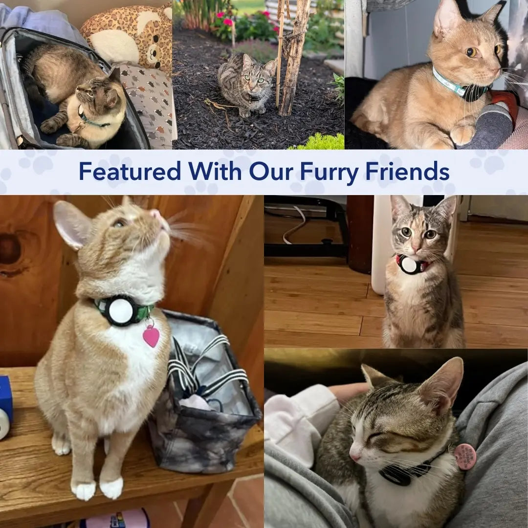 طوق حامل PurrTrack™ Cat AirTag