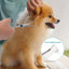 PawTrim Pet Safe Scissors