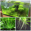 Aquarium Plants Soil