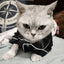 Fun Festive Wear for Cats