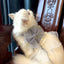 Cute Bowknot Cat Harness