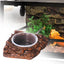 Frog & Lizard Feeder Dish