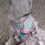 Cat Comfortable Vest Harness