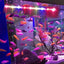 Multi Color Aquarium LED