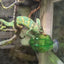 Reptile Suction Cup Feeder