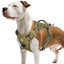 Rover Tact Adjustable Harness