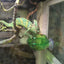Green Reptile Feeding Bowl