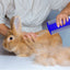 Complete Rabbit Grooming Set