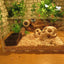 Plastic Reptile Feeder Bowl