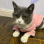 Fun Festive Wear for Cats