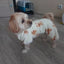 Dreamy Dog Sleepwear